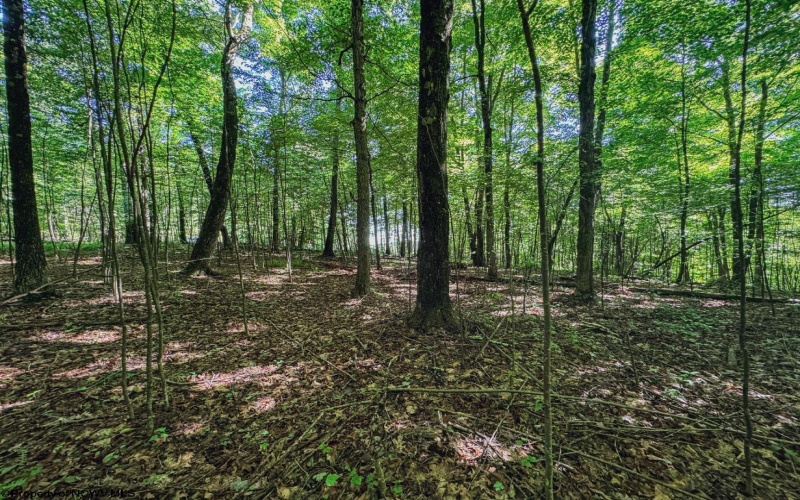 TBD Whitewater Parkway, Bruceton Mills, West Virginia 26525, ,Lots/land,For Sale,Whitewater,10158027