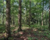 TBD Whitewater Parkway, Bruceton Mills, West Virginia 26525, ,Lots/land,For Sale,Whitewater,10158027