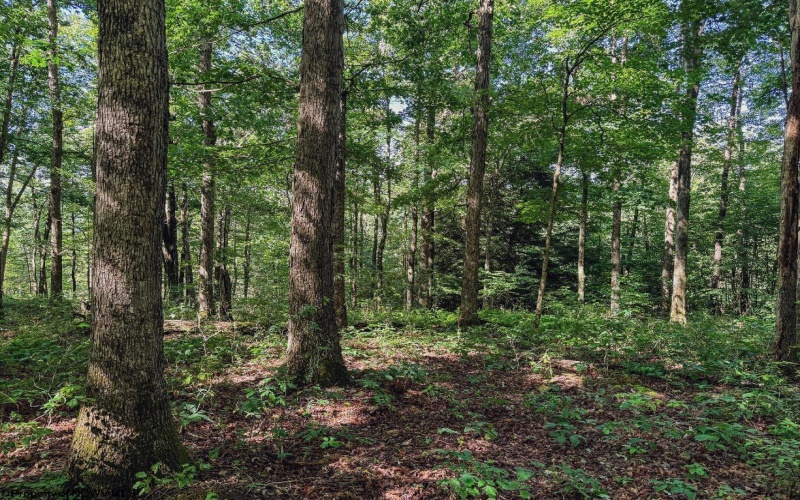 TBD Whitewater Parkway, Bruceton Mills, West Virginia 26525, ,Lots/land,For Sale,Whitewater,10158027