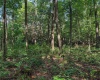 TBD Whitewater Parkway, Bruceton Mills, West Virginia 26525, ,Lots/land,For Sale,Whitewater,10158027