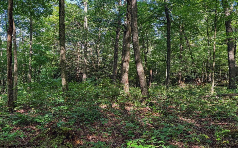 TBD Whitewater Parkway, Bruceton Mills, West Virginia 26525, ,Lots/land,For Sale,Whitewater,10158027