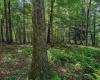 TBD Whitewater Parkway, Bruceton Mills, West Virginia 26525, ,Lots/land,For Sale,Whitewater,10158027