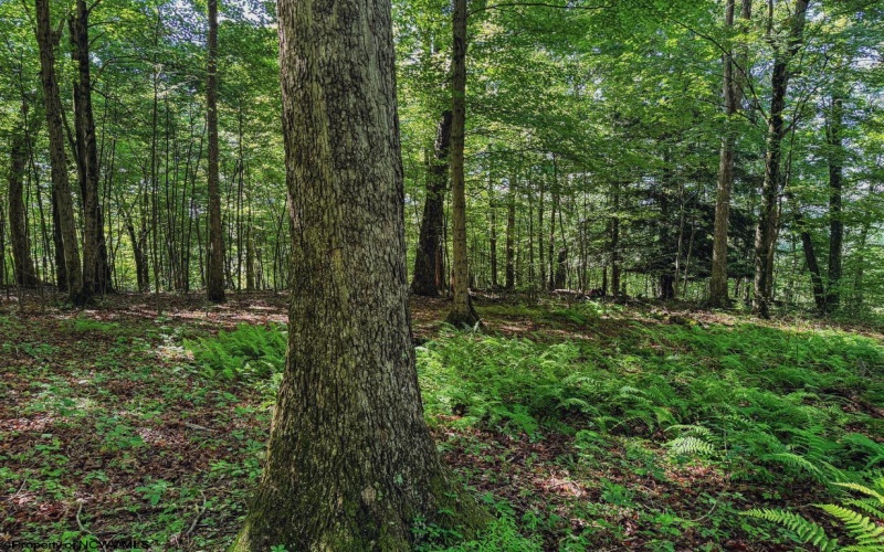 TBD Whitewater Parkway, Bruceton Mills, West Virginia 26525, ,Lots/land,For Sale,Whitewater,10158027