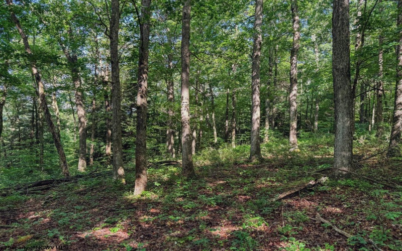 TBD Whitewater Parkway, Bruceton Mills, West Virginia 26525, ,Lots/land,For Sale,Whitewater,10158027