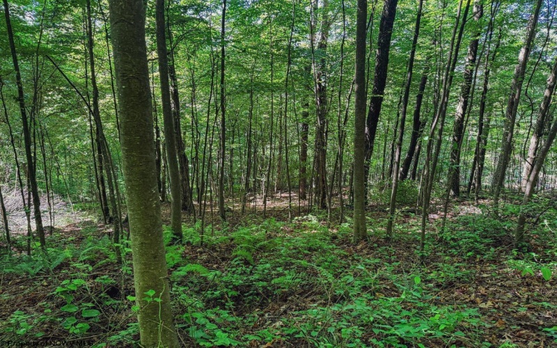 TBD Whitewater Parkway, Bruceton Mills, West Virginia 26525, ,Lots/land,For Sale,Whitewater,10158027