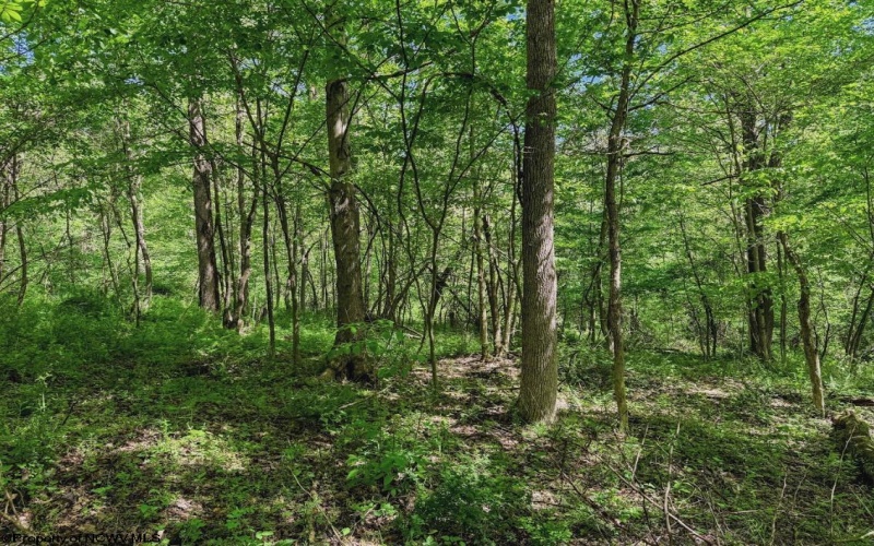 3372 Dinkenberger Road, Kingwood, West Virginia 26537, ,Lots/land,For Sale,Dinkenberger,10158052