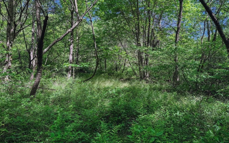 3372 Dinkenberger Road, Kingwood, West Virginia 26537, ,Lots/land,For Sale,Dinkenberger,10158052