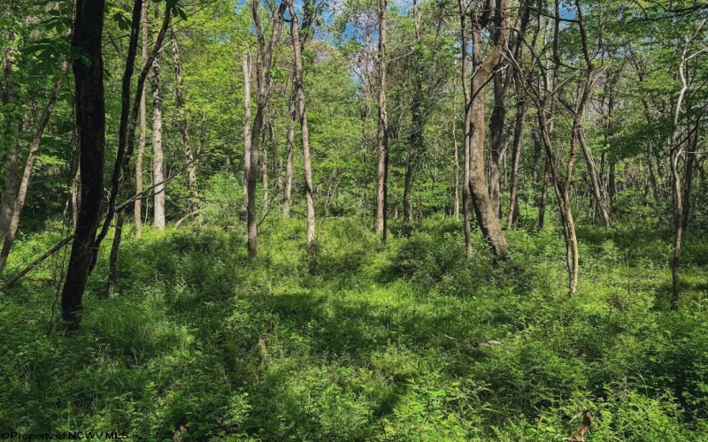 3372 Dinkenberger Road, Kingwood, West Virginia 26537, ,Lots/land,For Sale,Dinkenberger,10158052