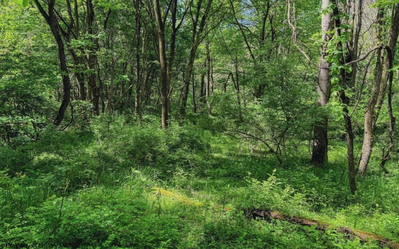 3372 Dinkenberger Road, Kingwood, West Virginia 26537, ,Lots/land,For Sale,Dinkenberger,10158052