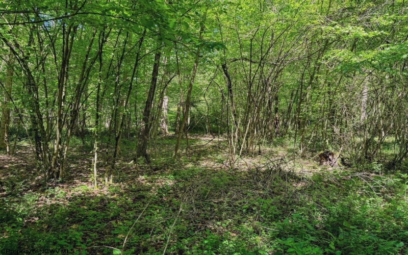 3372 Dinkenberger Road, Kingwood, West Virginia 26537, ,Lots/land,For Sale,Dinkenberger,10158052