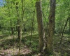 3372 Dinkenberger Road, Kingwood, West Virginia 26537, ,Lots/land,For Sale,Dinkenberger,10158052