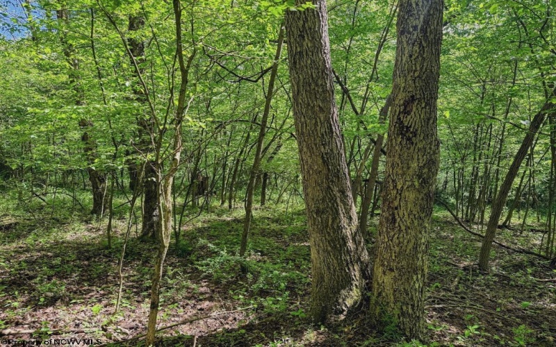 3372 Dinkenberger Road, Kingwood, West Virginia 26537, ,Lots/land,For Sale,Dinkenberger,10158052