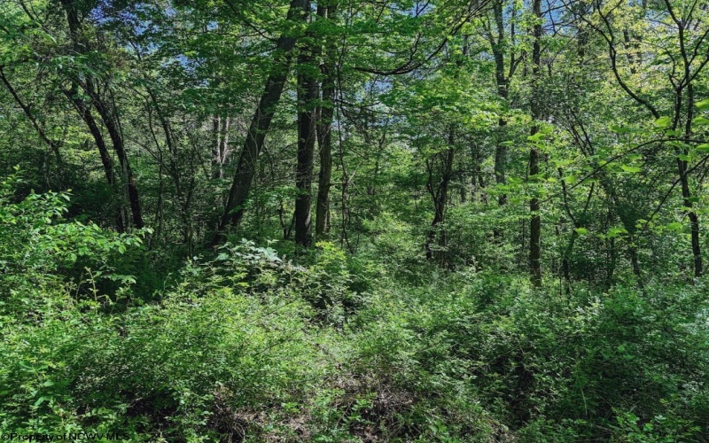 3372 Dinkenberger Road, Kingwood, West Virginia 26537, ,Lots/land,For Sale,Dinkenberger,10158052