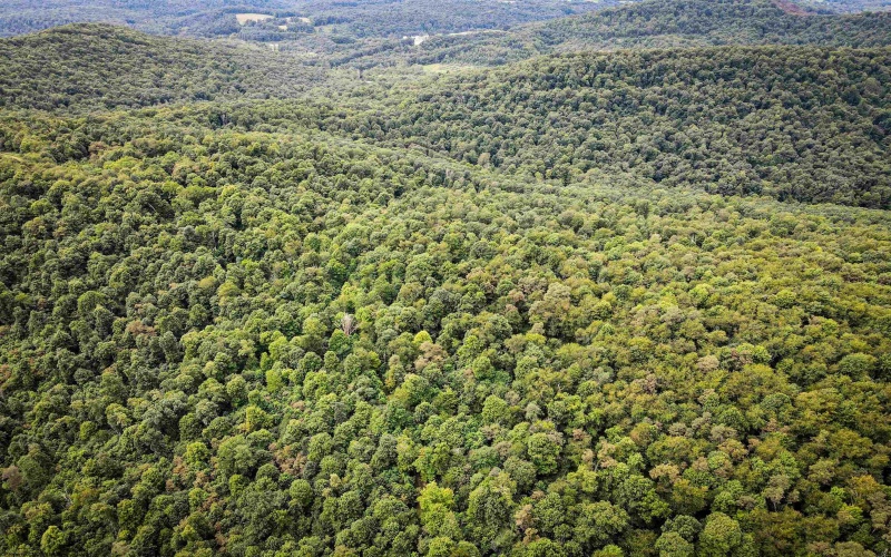 TBD Long Run Road, Belington, West Virginia 26591, ,Lots/land,For Sale,Long Run,10158094