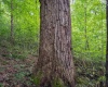 TBD Long Run Road, Belington, West Virginia 26591, ,Lots/land,For Sale,Long Run,10158094