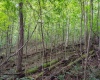 TBD Long Run Road, Belington, West Virginia 26591, ,Lots/land,For Sale,Long Run,10158094