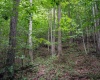 TBD Long Run Road, Belington, West Virginia 26591, ,Lots/land,For Sale,Long Run,10158094