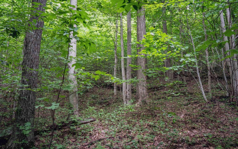 TBD Long Run Road, Belington, West Virginia 26591, ,Lots/land,For Sale,Long Run,10158094