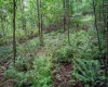 TBD Long Run Road, Belington, West Virginia 26591, ,Lots/land,For Sale,Long Run,10158094