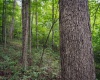 TBD Long Run Road, Belington, West Virginia 26591, ,Lots/land,For Sale,Long Run,10158094