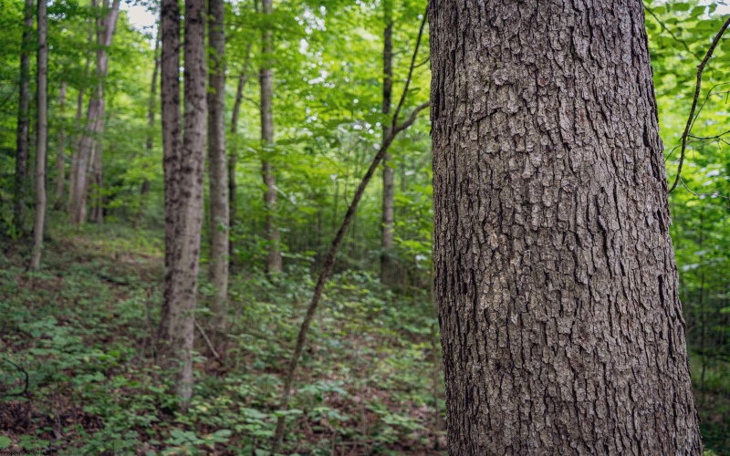 TBD Long Run Road, Belington, West Virginia 26591, ,Lots/land,For Sale,Long Run,10158094