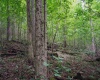 TBD Long Run Road, Belington, West Virginia 26591, ,Lots/land,For Sale,Long Run,10158094