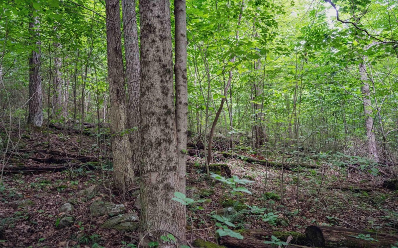 TBD Long Run Road, Belington, West Virginia 26591, ,Lots/land,For Sale,Long Run,10158094