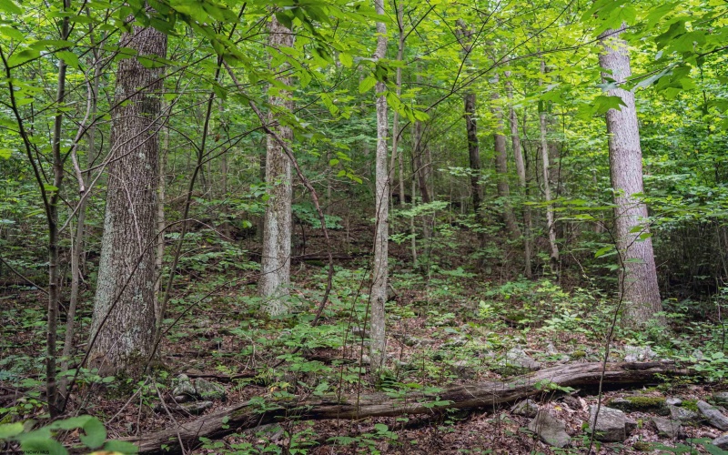 TBD Long Run Road, Belington, West Virginia 26591, ,Lots/land,For Sale,Long Run,10158094