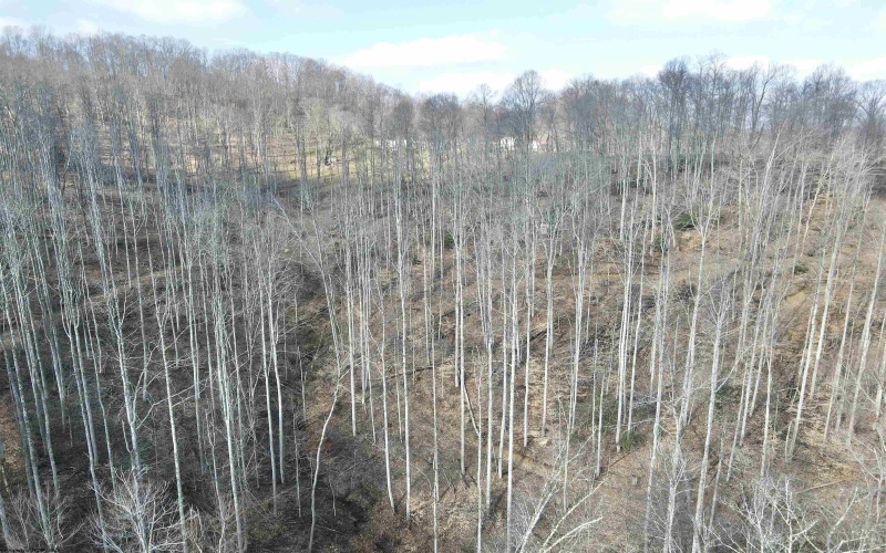LOT A Heaston Ridge Road, Crawford, West Virginia 26343, ,Lots/land,For Sale,Heaston Ridge,10158119