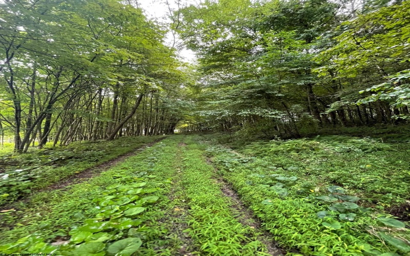 TBD Glassworks Road, Buckhannon, West Virginia 26201, ,Lots/land,For Sale,Glassworks,10158170