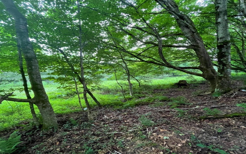 TBD Glassworks Road, Buckhannon, West Virginia 26201, ,Lots/land,For Sale,Glassworks,10158170
