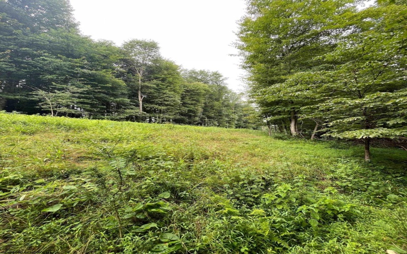 TBD Glassworks Road, Buckhannon, West Virginia 26201, ,Lots/land,For Sale,Glassworks,10158170