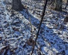 TBD Lantz Ridge Road, Rowlesburg, West Virginia 26425, ,Lots/land,For Sale,Lantz Ridge,10158183
