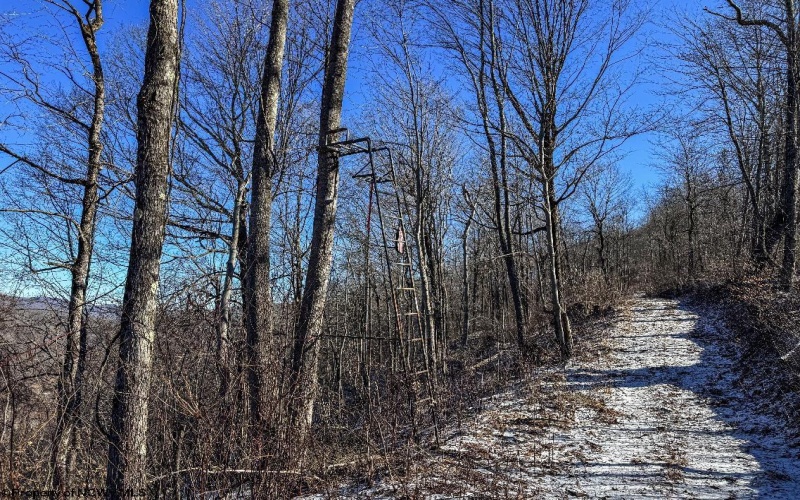 TBD Lantz Ridge Road, Rowlesburg, West Virginia 26425, ,Lots/land,For Sale,Lantz Ridge,10158183
