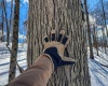 TBD Big Paw Paw Road, Rivesville, West Virginia 26588, ,Lots/land,For Sale,Big Paw Paw,10158242