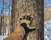 TBD Big Paw Paw Road, Rivesville, West Virginia 26588, ,Lots/land,For Sale,Big Paw Paw,10158242