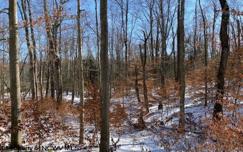 Lot 16 Black Bear Trail, Davis, West Virginia 26260, ,Lots/land,For Sale,Black Bear,10158307