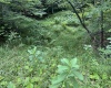 Lot 16 Black Bear Trail, Davis, West Virginia 26260, ,Lots/land,For Sale,Black Bear,10158307