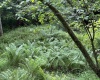 Lot 16 Black Bear Trail, Davis, West Virginia 26260, ,Lots/land,For Sale,Black Bear,10158307