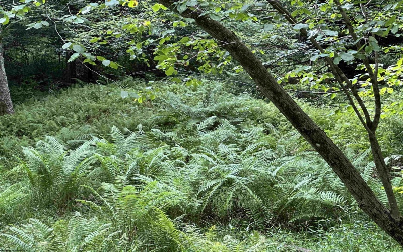 Lot 16 Black Bear Trail, Davis, West Virginia 26260, ,Lots/land,For Sale,Black Bear,10158307