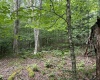 Lot 16 Black Bear Trail, Davis, West Virginia 26260, ,Lots/land,For Sale,Black Bear,10158307