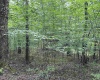 Lot 16 Black Bear Trail, Davis, West Virginia 26260, ,Lots/land,For Sale,Black Bear,10158307