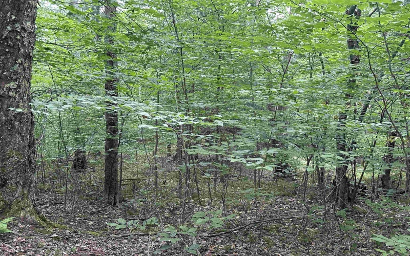 Lot 16 Black Bear Trail, Davis, West Virginia 26260, ,Lots/land,For Sale,Black Bear,10158307