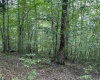 Lot 16 Black Bear Trail, Davis, West Virginia 26260, ,Lots/land,For Sale,Black Bear,10158307