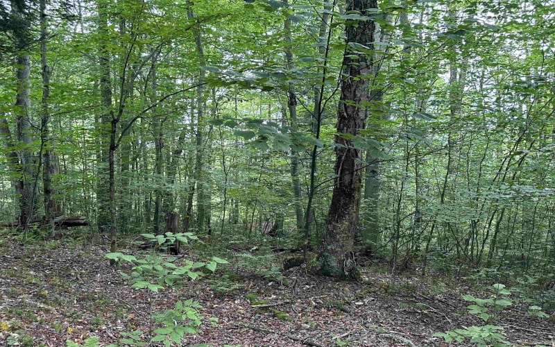 Lot 16 Black Bear Trail, Davis, West Virginia 26260, ,Lots/land,For Sale,Black Bear,10158307