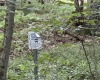 Lot 16 Black Bear Trail, Davis, West Virginia 26260, ,Lots/land,For Sale,Black Bear,10158307