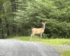 Lot 16 Black Bear Trail, Davis, West Virginia 26260, ,Lots/land,For Sale,Black Bear,10158307
