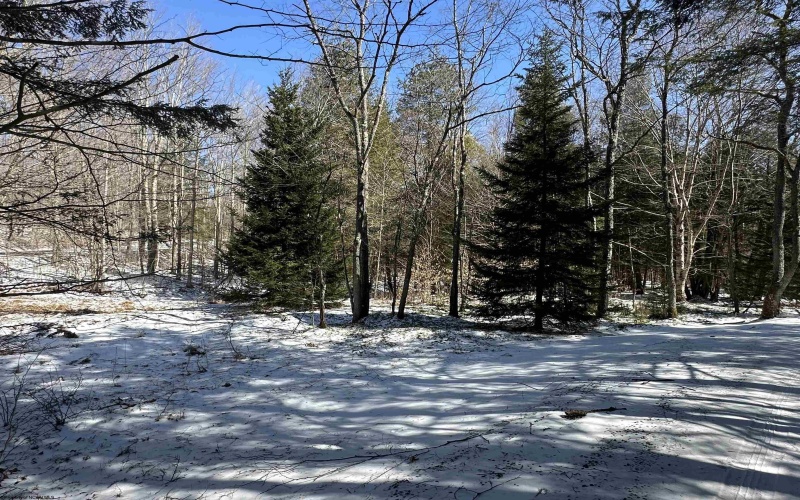 Lot 16 Black Bear Trail, Davis, West Virginia 26260, ,Lots/land,For Sale,Black Bear,10158307