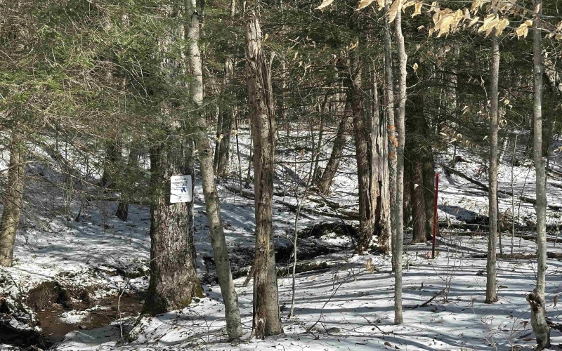 Lot 16 Black Bear Trail, Davis, West Virginia 26260, ,Lots/land,For Sale,Black Bear,10158307
