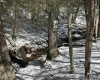 Lot 16 Black Bear Trail, Davis, West Virginia 26260, ,Lots/land,For Sale,Black Bear,10158307